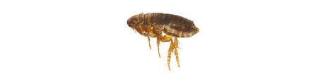 fleas1