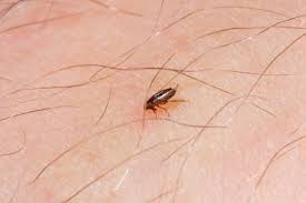 fleas2