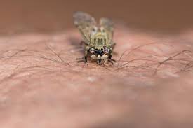 flies