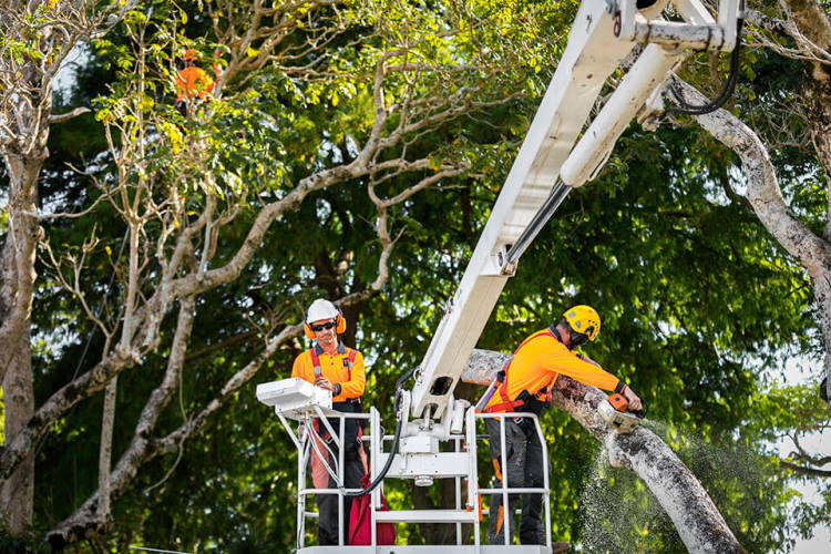 launceston tree removal
