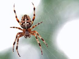 spider 1 2