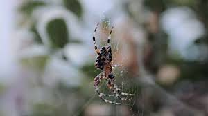 spider 2