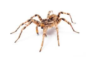 spider 3