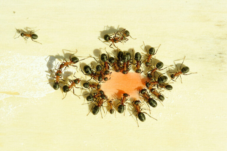 Canva Ants 768x512