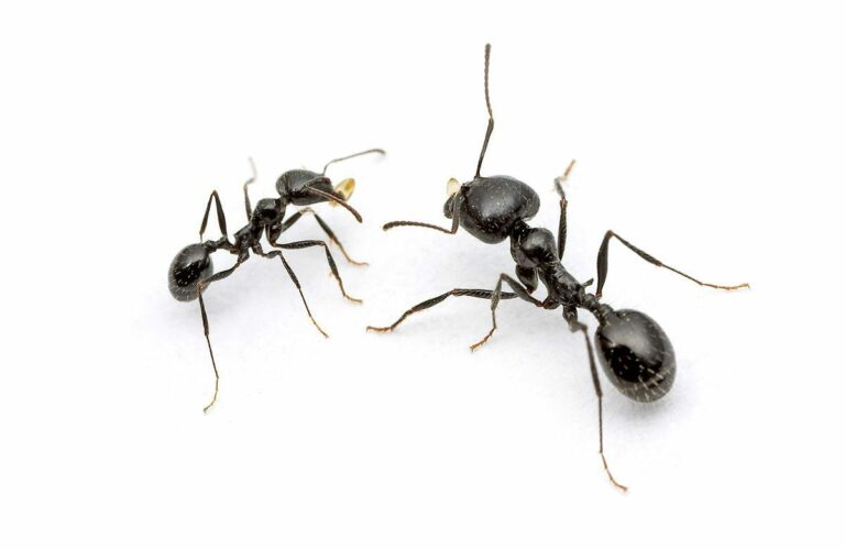 House Ant1 768x500