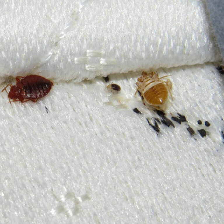 bedbug 1024x1024 1 768x768