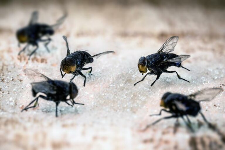 flies sugar 768x512