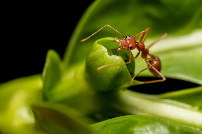 220920 ant mn 1110 353b8a 768x512
