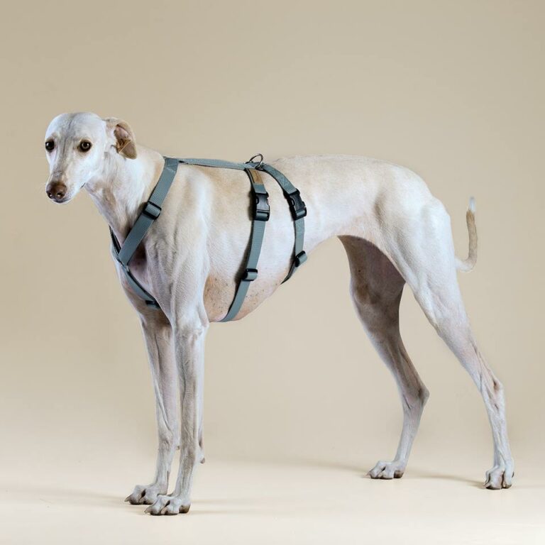 Best Dog Harness Review for Greyhound Whippet Australia 768x768