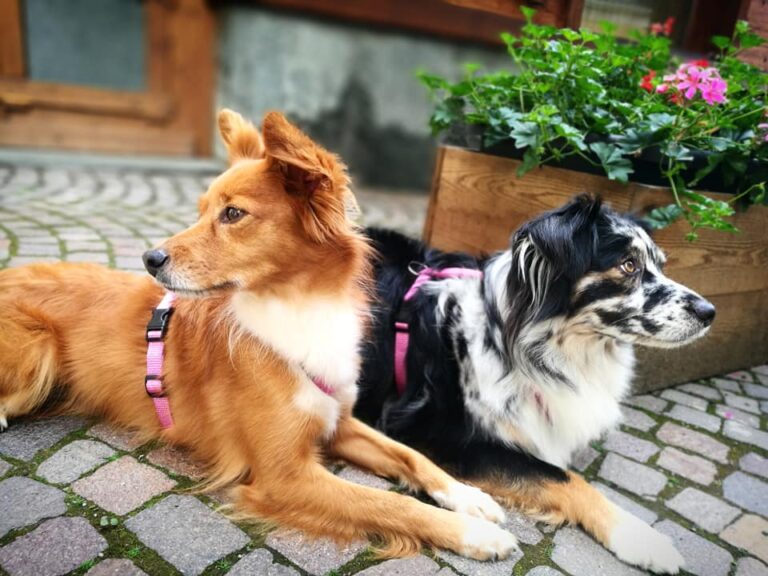 Top rated best dog harness haqihana Australia dog collar harm 14 768x576