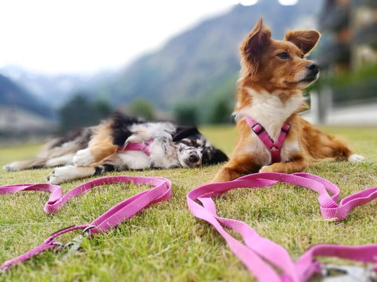 Top rated best dog harness haqihana Australia dog collar harm 16 768x576