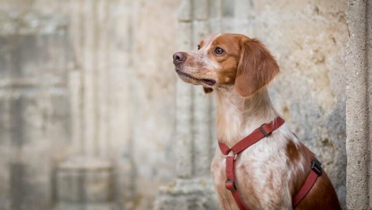 Top rated best dog harness haqihana Australia dog collar harm 16 x 9 768x433