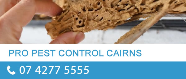 about pro pest control cairns