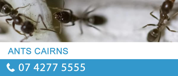ants cairns