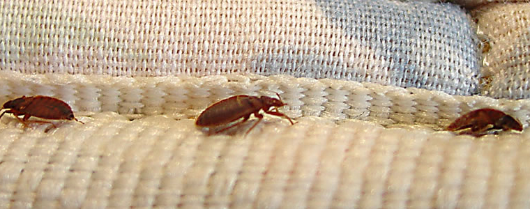 bed bug perth