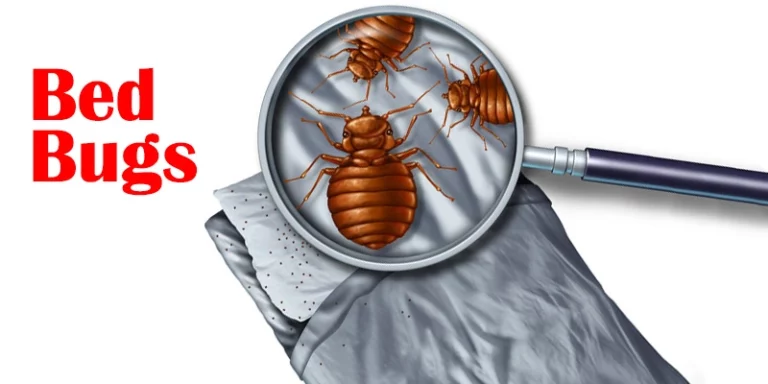 bedbugs banner Copy 768x384