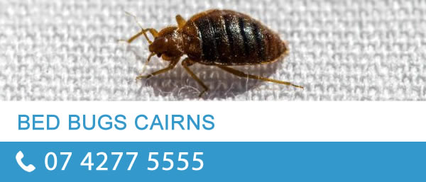 bedbugs cairns