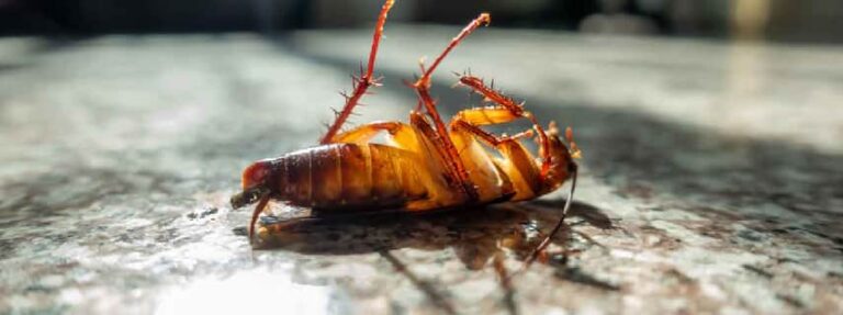 cockroach control brisbane 768x287