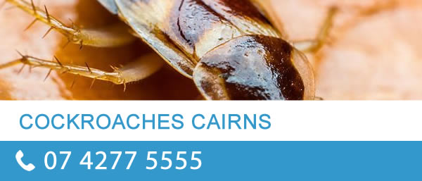 cockroaches cairns