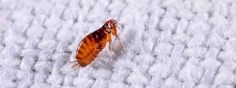 flea control perth 768x287