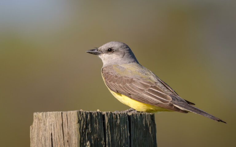 h western kingbird 001 spring california beckymatsubara flickrcc by 2.0 adult 768x480