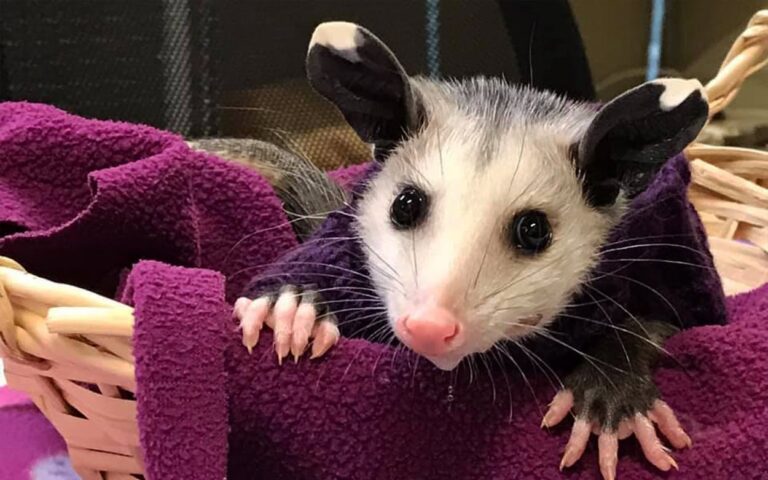 hairless possum lubbock shelter 768x480