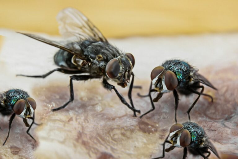 how to get rid of flies 1389068 01 834a59e9bbbe4336973c9faf5c2d7ff5 768x512