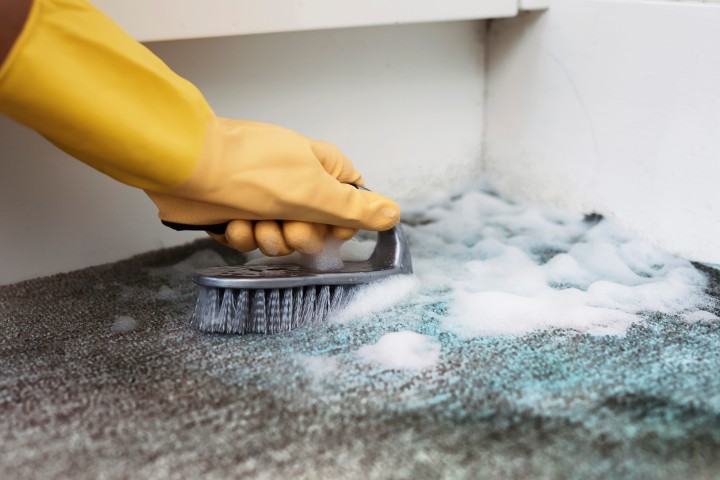 how to remove mould from floors and carpets