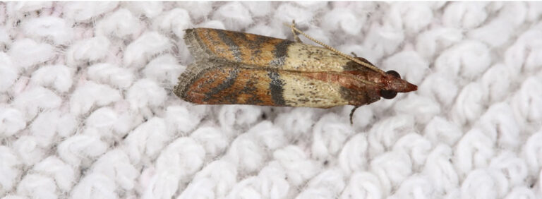 main clothing moth 768x282