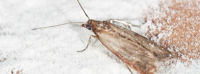 moth control brisbane 768x287