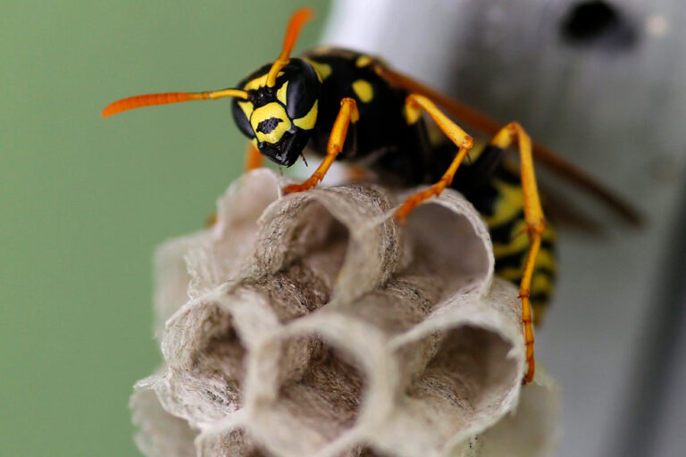 paper wasp nest 768x512