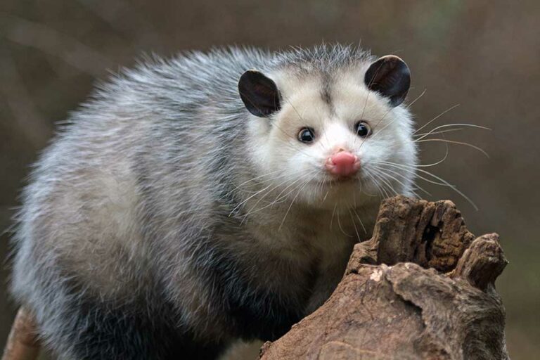 possum 1 768x512