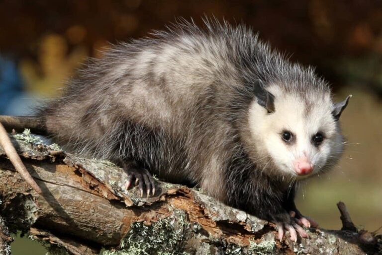 possum 768x514