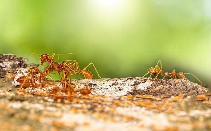 red fire ants crawling on a branch