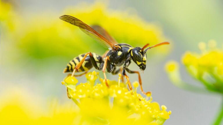 skynews wasp flower 5359508 768x432