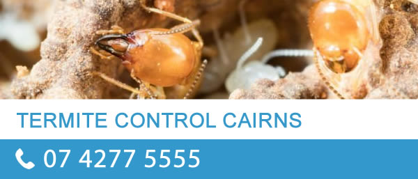 termite control cairns