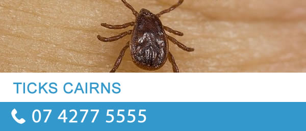 ticks cairns