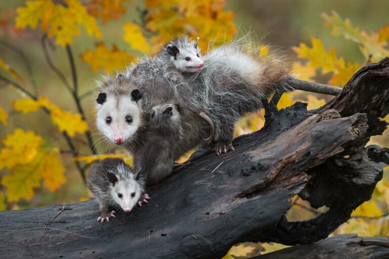 what kind of animal is a possum 4319 orig 768x511