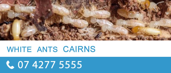 white ants cairns