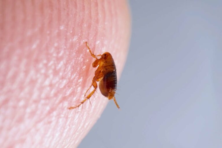 pest control 1 1 768x512