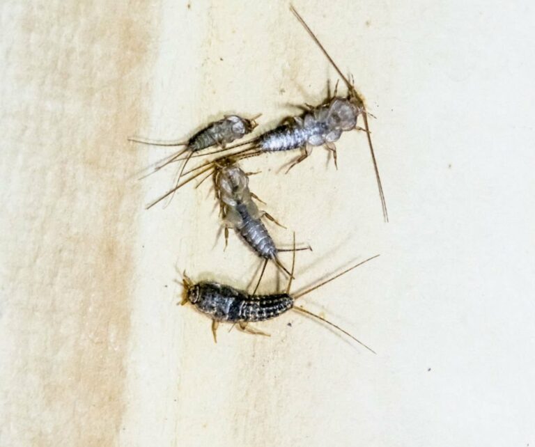 pest control 2 1 768x642