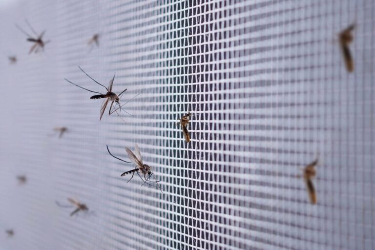 pest control 3 2 768x512