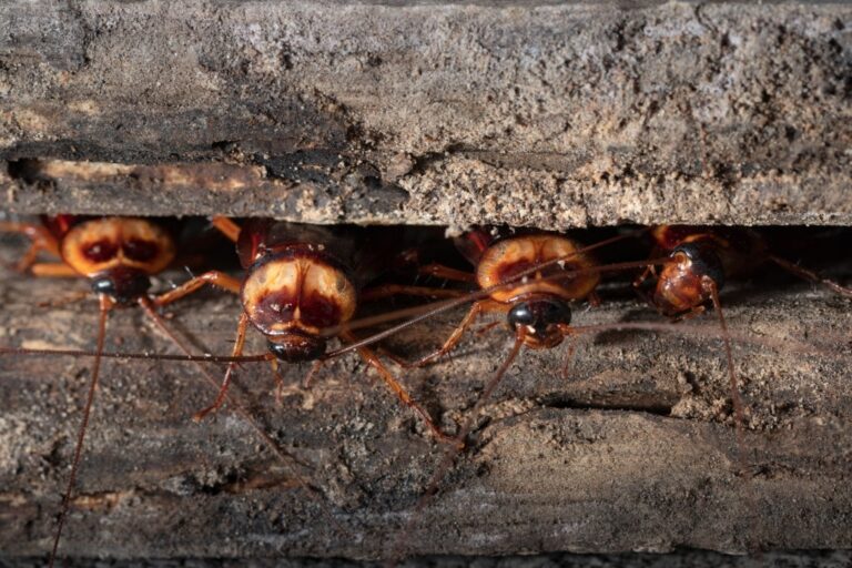 pest control 3 768x512