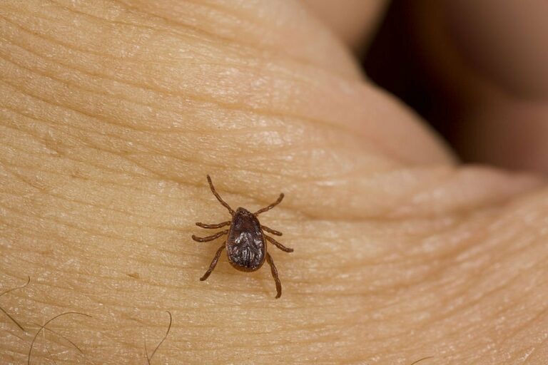 pest control 4 768x512