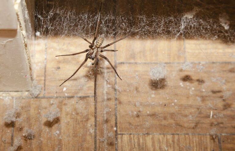 pest control 5 1 768x492