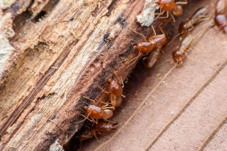 pest control 5 768x512