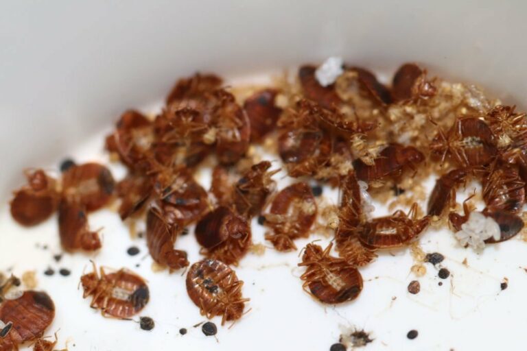 pest control 6 1 768x512