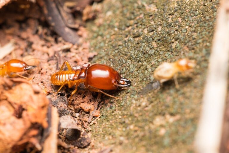 pest control 6 768x512