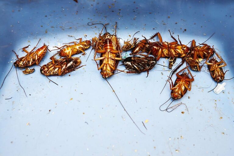 pest control 8 768x512