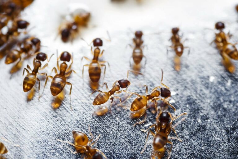 pest control 9 768x512